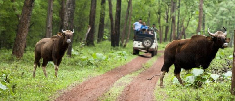 Tadoba National Park