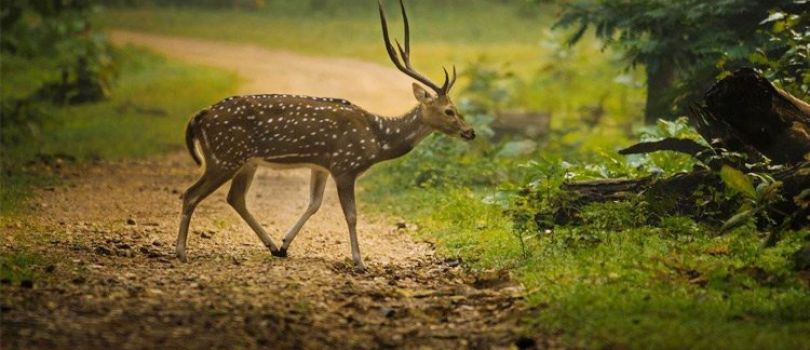 Nagzira Wildlife Sanctuary