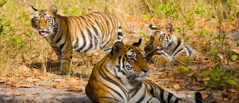 Bandhavgarh National Park