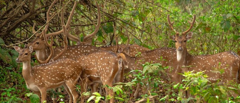 Mahananda Wildlife Sanctuary