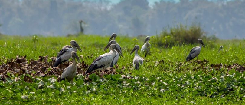 Dibru-Saikhowa National Park