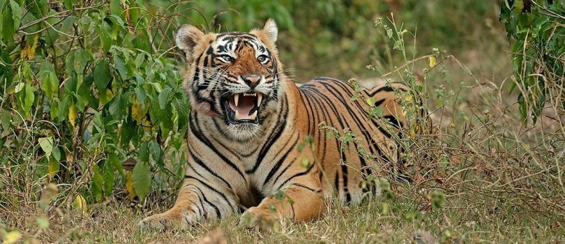 Sariska Tiger Reserve