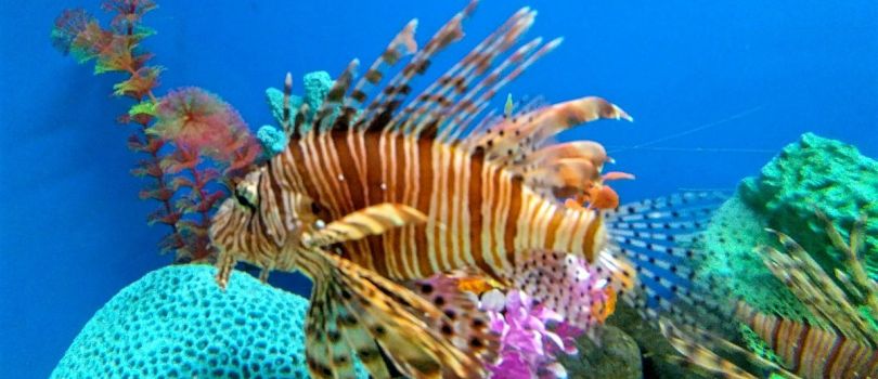 Ratnagiri Marine Aquarium