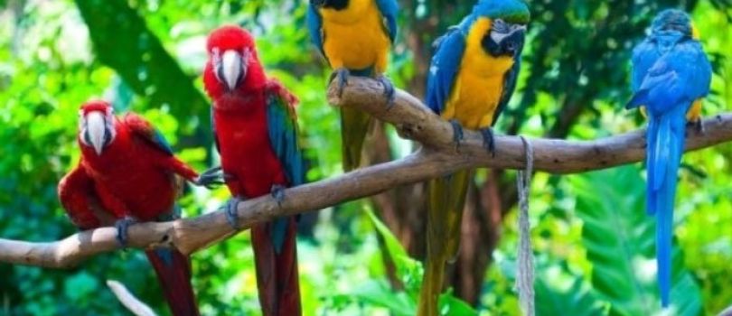 Parrot Island