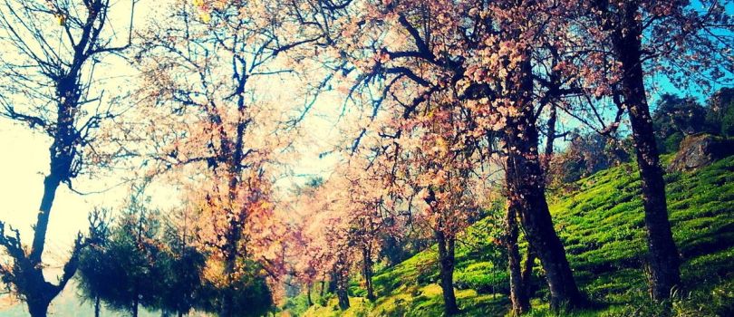 Top Tourist Places To Visit in Namchi