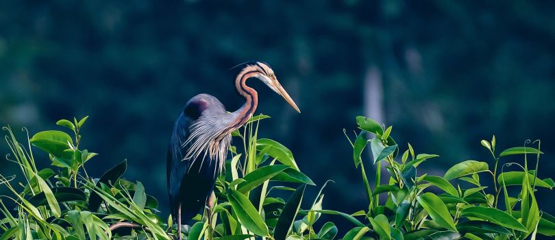 Kumarakom Bird Sanctuary
