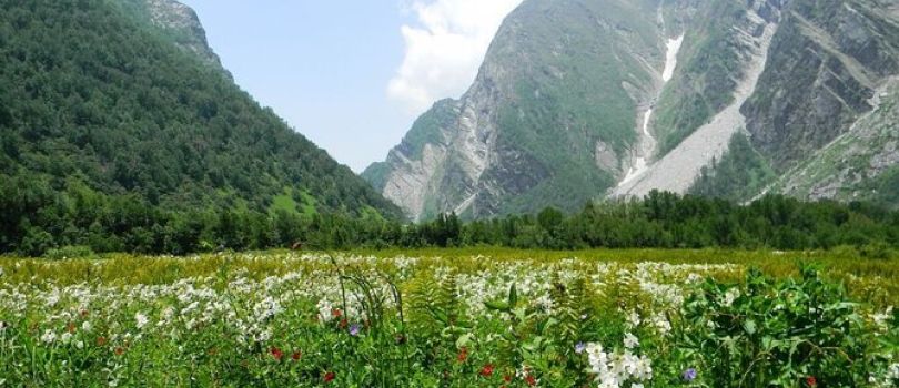 Valley of Flowers National Park