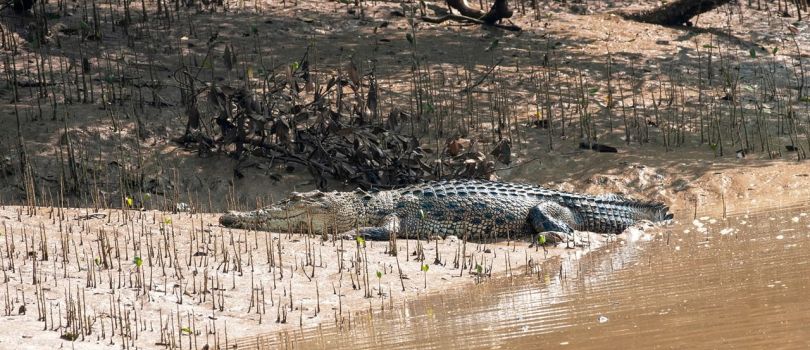 7 Night A Complete Odisha Odyssey Tour