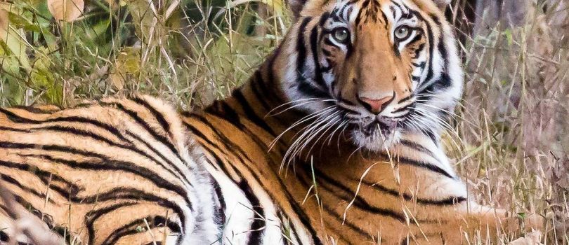 Tadoba Andhari Tiger Reserve