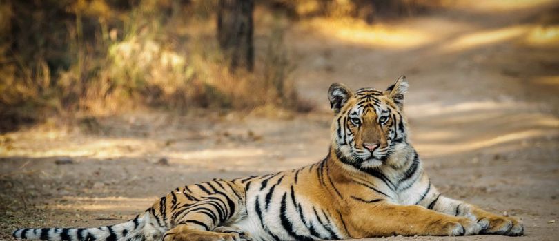Short Escape to Pench