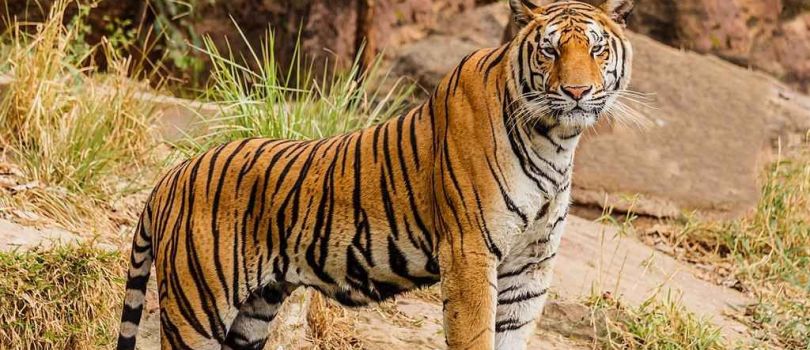 Bori Wildlife Sanctuary