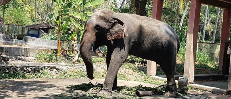 Elephant Camp Guruvayur