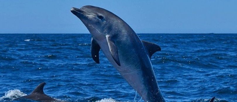 Satapada Dolphin Sanctuary