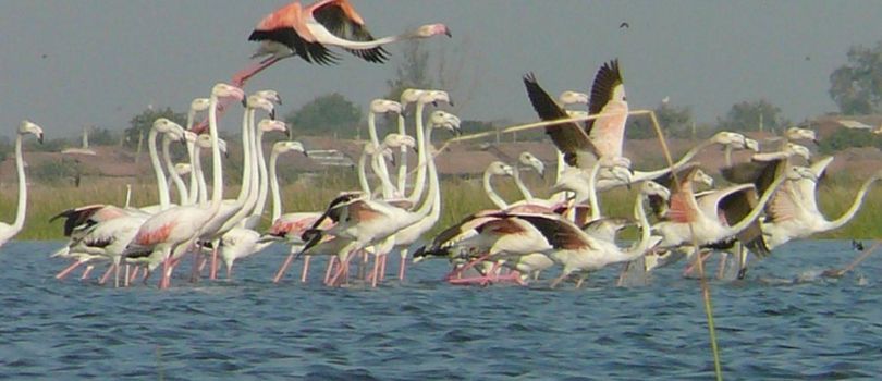 Patan Bird Sanctuary