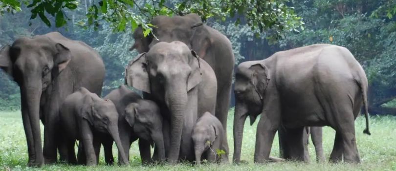 Dandeli Wildlife Sanctuary