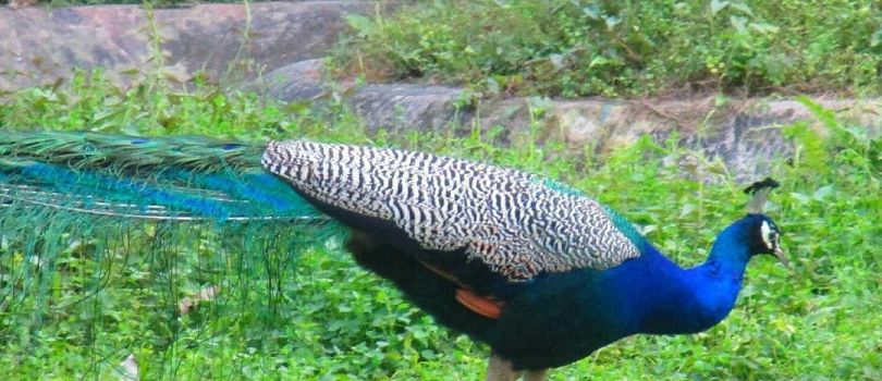 Top Tourist Places To Visit in Alipurduar