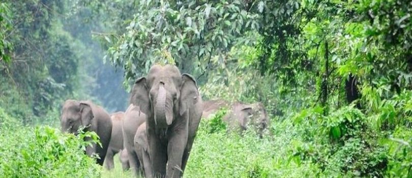 Meghamalai Wildlife Sanctuary