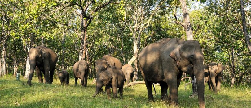 Mudumalai National Park