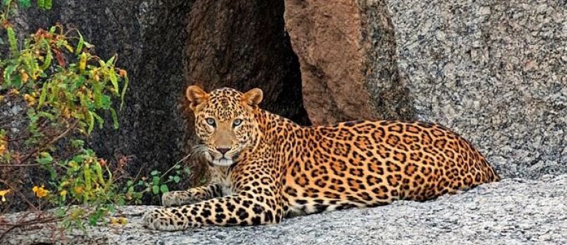 Jawai Bandh Wildlife Sanctuary