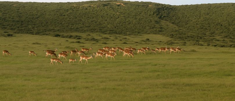 Shamwari Game Reserve