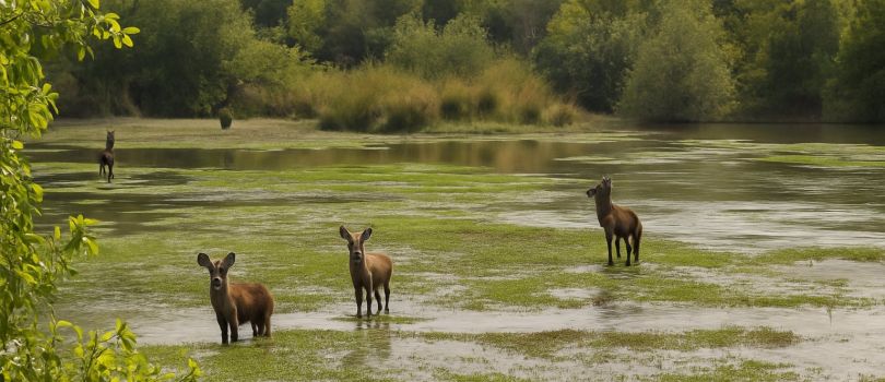Yankari National Park