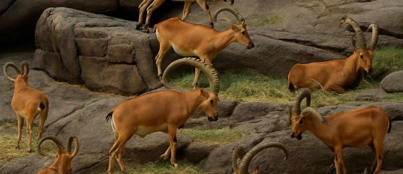 Arabian Wildlife Center