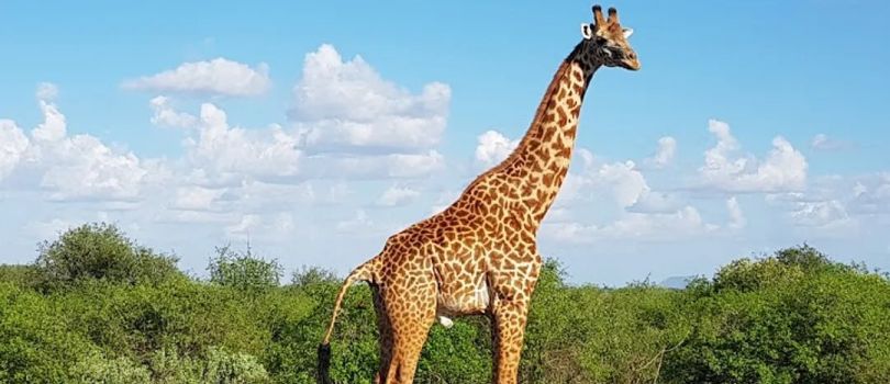 Tsavo West National Park