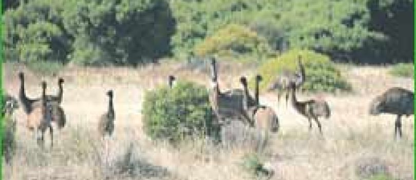Nullarbor National Park