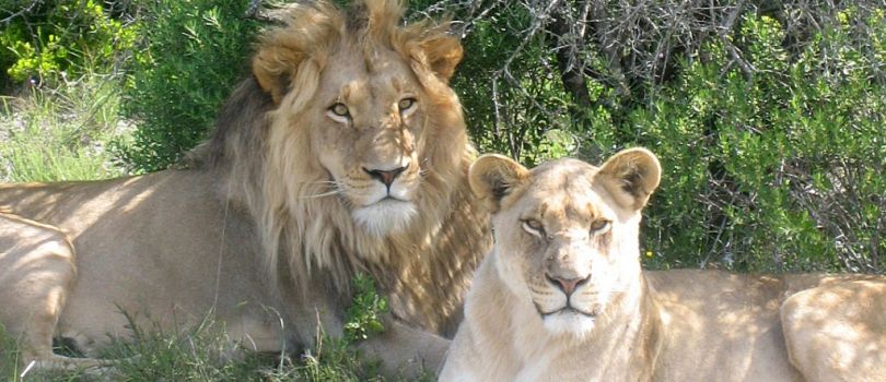 Amakhala Game Reserve