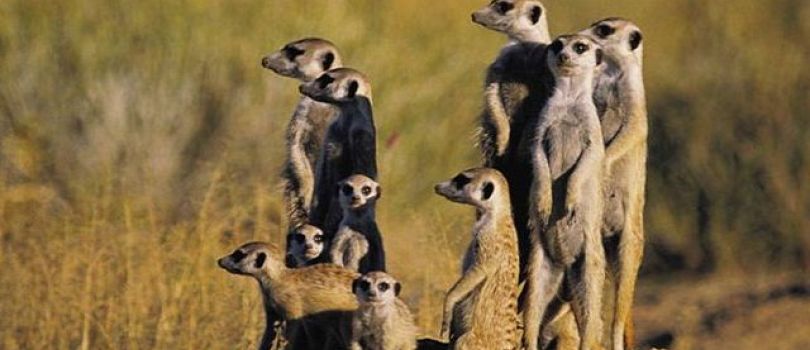 8 Days Budget Western Cape & Garden Route & Cape Town & Eastern Cape Tour Package