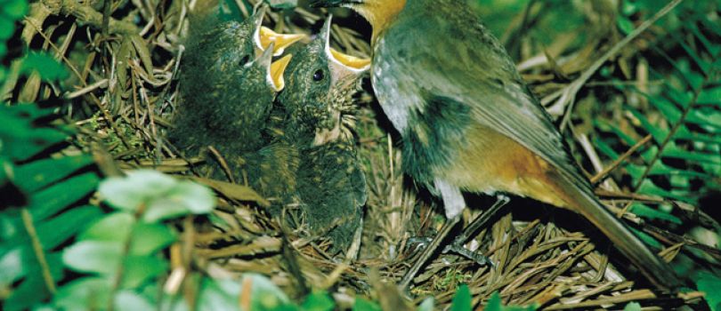 Formosa Nature Reserve