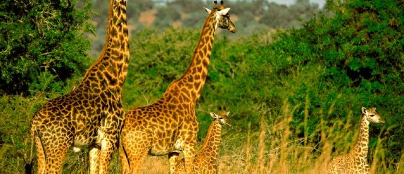 Akagera National Park Rwanda