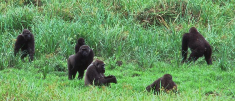 Ivindo National Park