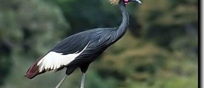 Pirang Forest National Park