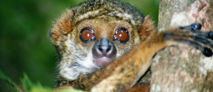 Ranomafana National Park