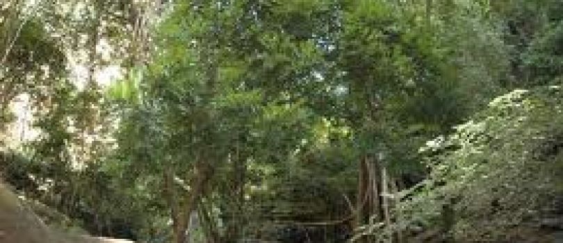 Bafing National Park