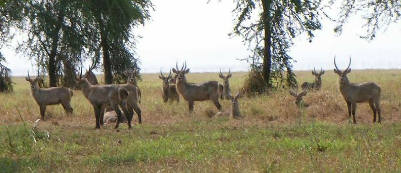 Gorongosa National Park