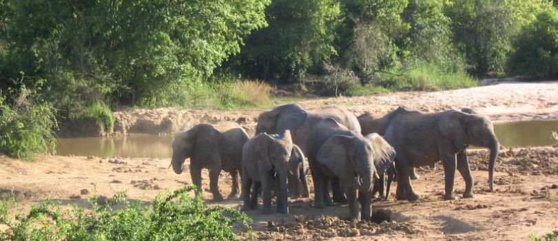 Yankari National Park