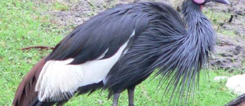 Chad Basin National Park