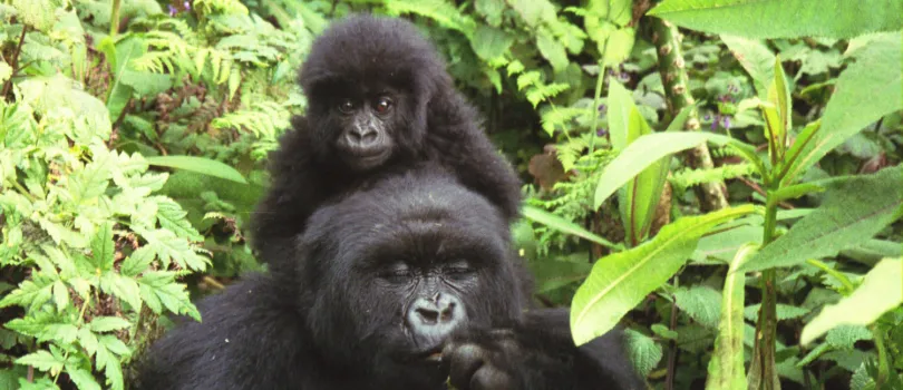 Parc National Des Volcans Rwanda