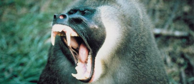 Afi Mountain Wildlife Sanctuary