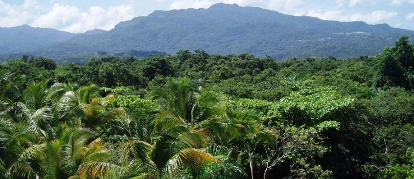 El Yunque Rainforest (Puerto Rico)