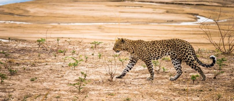 South Luangwa National Park