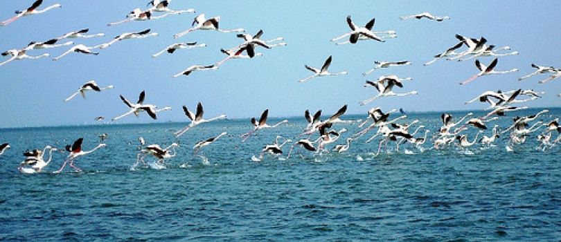 5 Night 6 Days Puri - Bhubaneswar - Ratnagiri Tour Package
