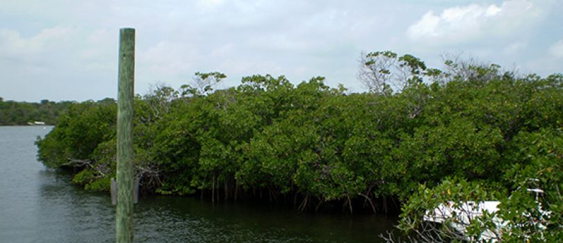 Black Sound Cay National Reserve