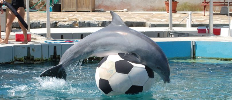 Dolphin Quest Bermuda