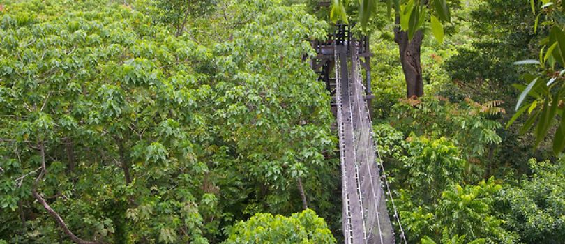 Falealupo Rainforest Preserve