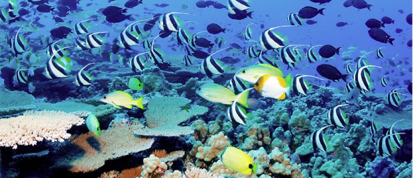 Palolo Deep Marine Reserve