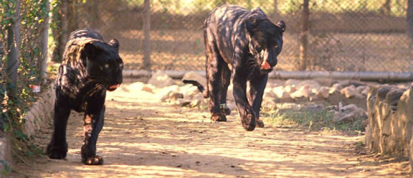 Delhi Jaipur and Agra with Fatehpur Sikri Tour