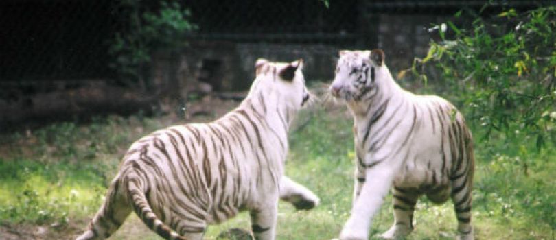 6D Explore Delhi - Agra - Jaipur Tour Package
